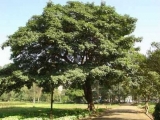 129.jpg