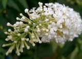 flor_blanca.jpg
