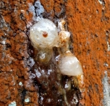 copaiba_6.jpg